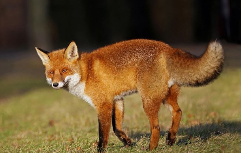7 Significados de Soñar con un Zorro Rojo