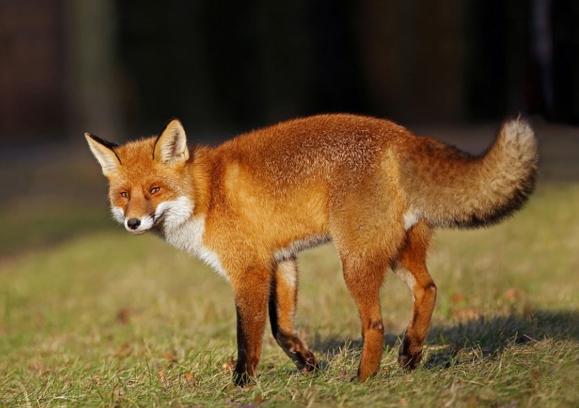 7 Significados de Soñar con un Zorro Rojo