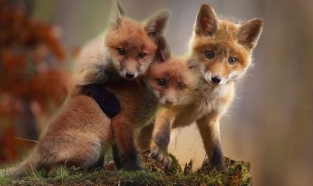 7 Significados de Soñar con Cachorros de Zorro