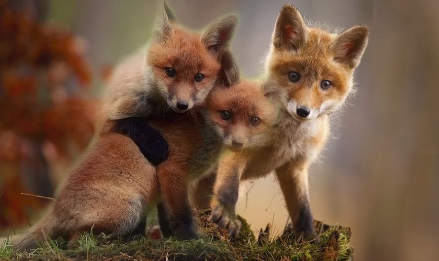 7 Significados de Soñar con Cachorros de Zorro