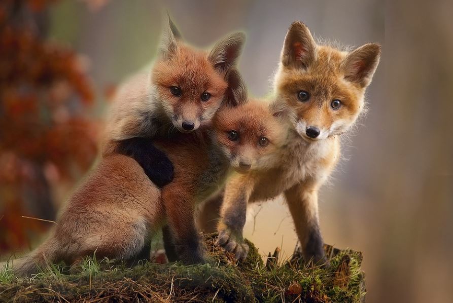 7 Significados de Soñar con Cachorros de Zorro