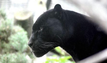 9 Significados de Soñar con una Pantera Negra