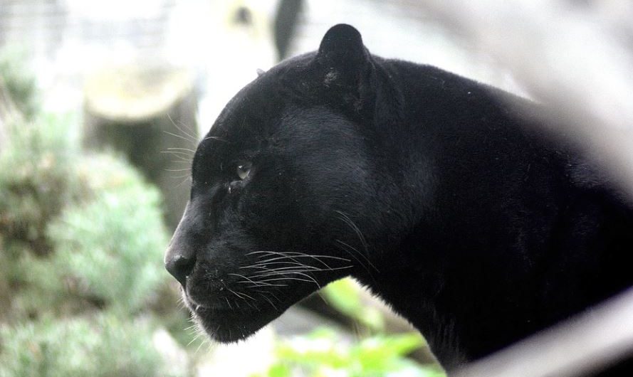 9 Significados de Soñar con una Pantera Negra