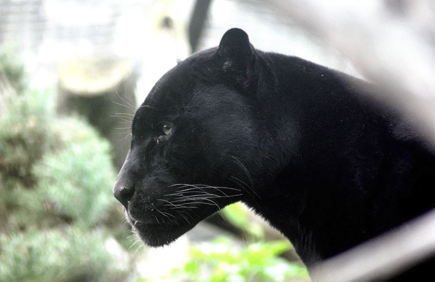 9 Significados de Soñar con una Pantera Negra