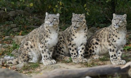 6 Significados de Soñar con un Leopardo Mordiendo a Alguien