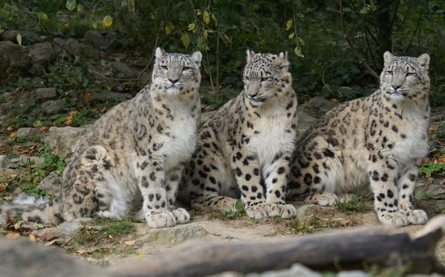 6 Significados de Soñar con un Leopardo Mordiendo a Alguien