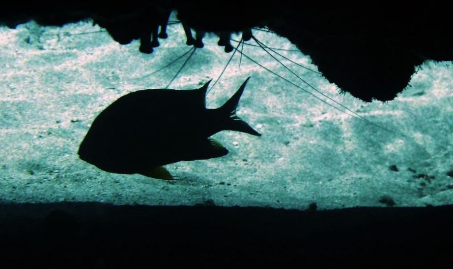 7 Significados de Soñar con Peces Negros