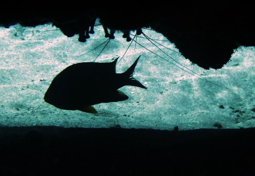 7 Significados de Soñar con Peces Negros