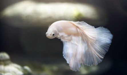 7 Significados de Soñar con Peces Blancos