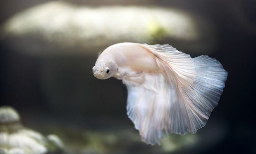7 Significados de Soñar con Peces Blancos