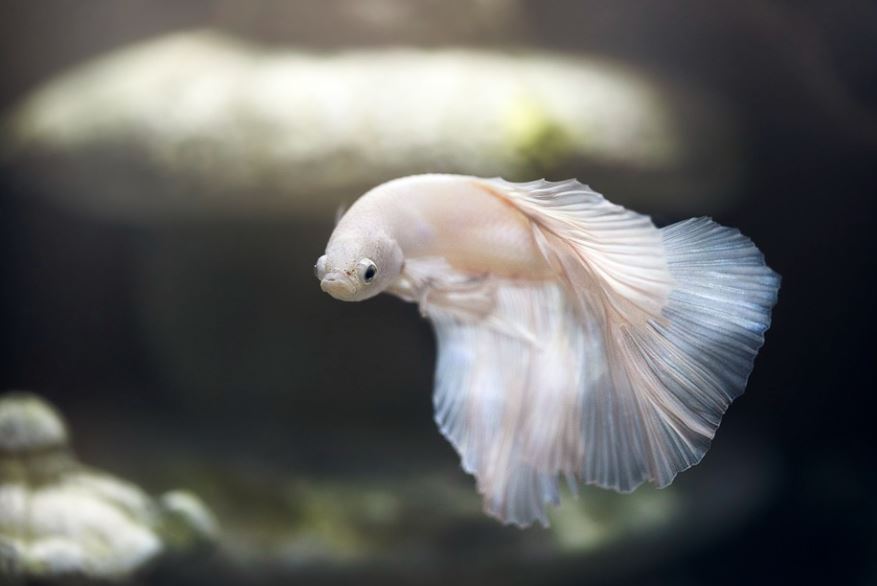 7 Significados de Soñar con Peces Blancos