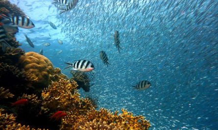 6 Significados de Soñar con Pescar en el Mar