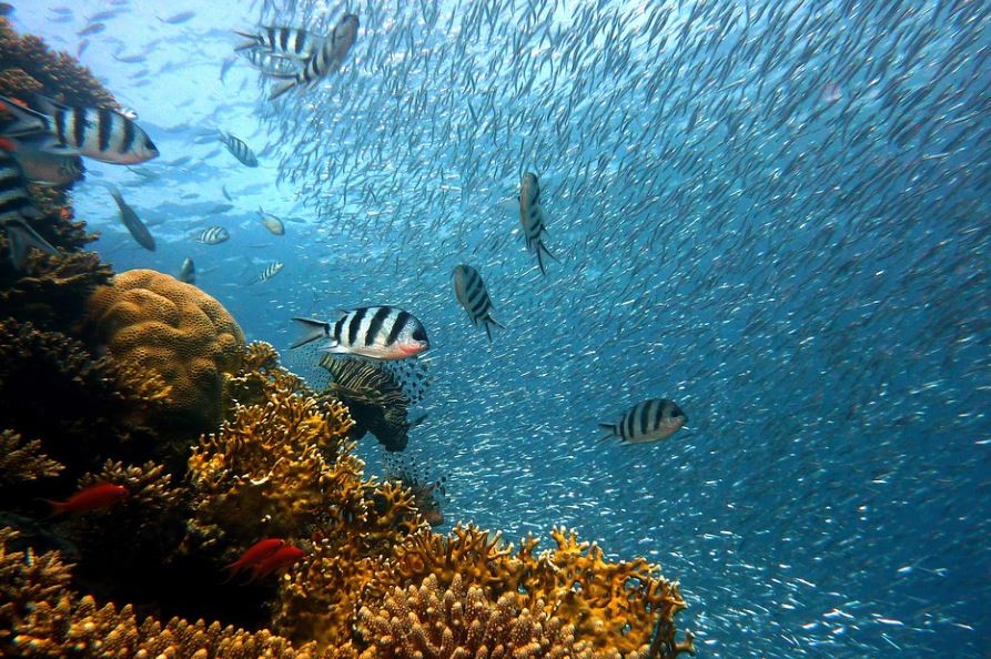 6 Significados de Soñar con Pescar en el Mar