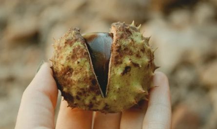 18 Significados de Soñar con Comer Castañas