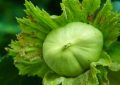 17 Significados de Soñar con Cáscaras de Castaña