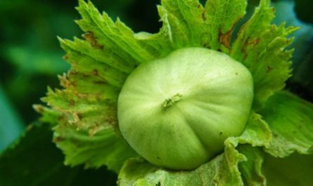 17 Significados de Soñar con Cáscaras de Castaña