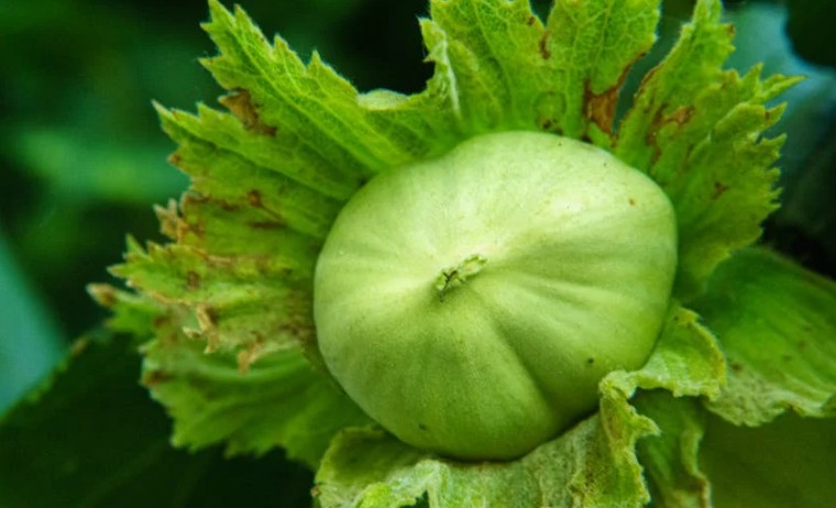 17 Significados de Soñar con Cáscaras de Castaña