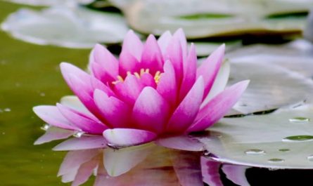 20 Significados de Soñar con Flores de Loto