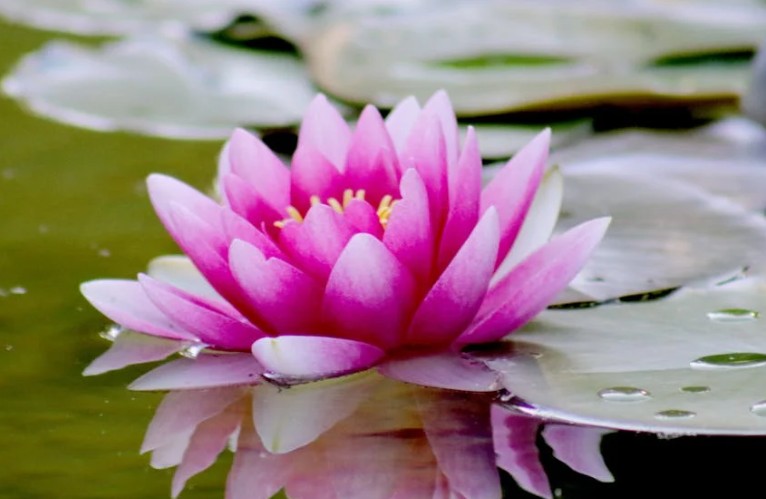 20 Significados de Soñar con Flores de Loto
