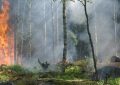 25 Significados de Soñar con un Incendio Forestal