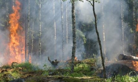 25 Significados de Soñar con un Incendio Forestal
