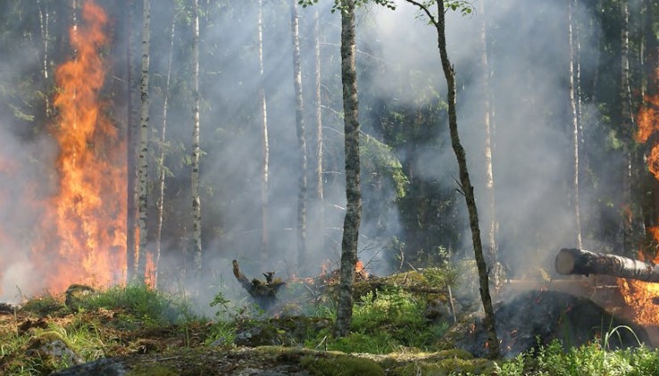 25 Significados de Soñar con un Incendio Forestal