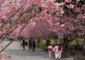 27 Significados de Soñar con Flores de Cerezo