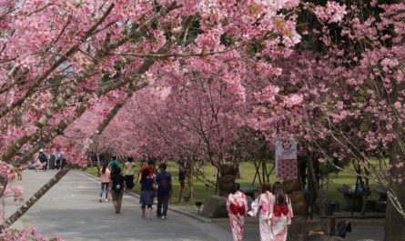 27 Significados de Soñar con Flores de Cerezo