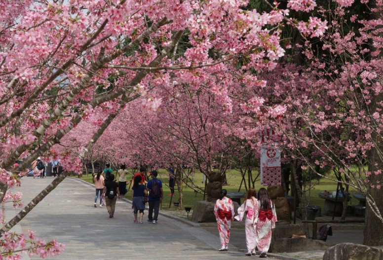 27 Significados de Soñar con Flores de Cerezo