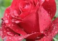 20 Significados de Soñar con Rosas