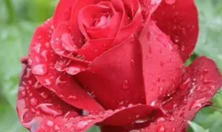 20 Significados de Soñar con Rosas