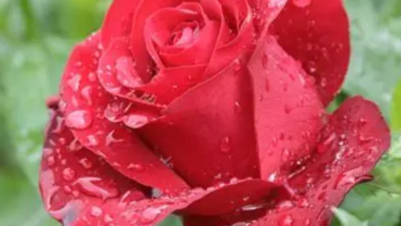 20 Significados de Soñar con Rosas