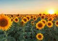 22 Significados Simbólicos de Soñar con Girasoles
