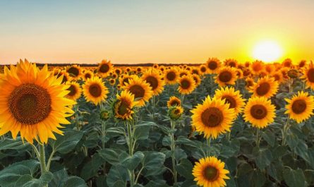22 Significados Simbólicos de Soñar con Girasoles