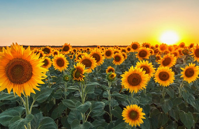 22 Significados Simbólicos de Soñar con Girasoles