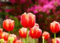 20 Significados Simbólicos de Soñar con Tulipanes