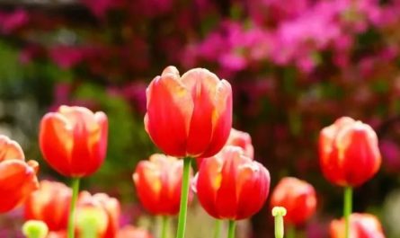 20 Significados Simbólicos de Soñar con Tulipanes