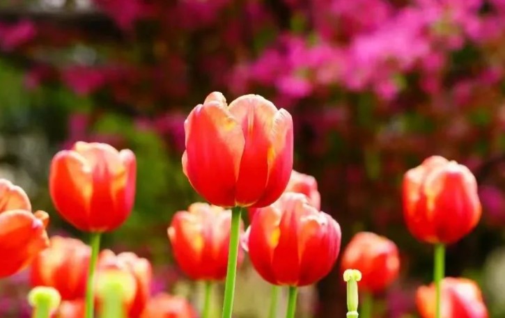 20 Significados Simbólicos de Soñar con Tulipanes
