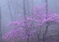 20 Significados Simbólicos de Soñar con Flores de Niebla