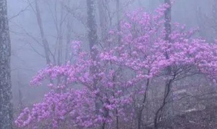 20 Significados Simbólicos de Soñar con Flores de Niebla