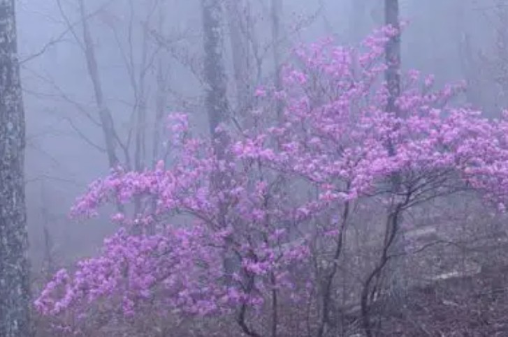20 Significados Simbólicos de Soñar con Flores de Niebla