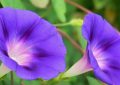 20 Significados Simbólicos de Soñar con Campanillas