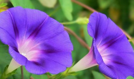 20 Significados Simbólicos de Soñar con Campanillas