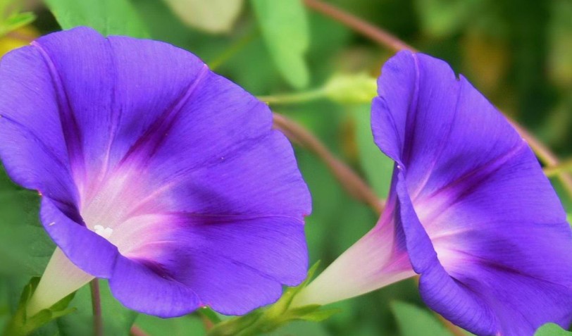 20 Significados Simbólicos de Soñar con Campanillas