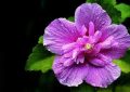 21 Significados Simbólicos de Soñar con Flores de Hibisco