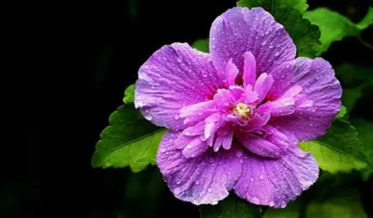 21 Significados Simbólicos de Soñar con Flores de Hibisco