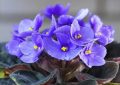 20 Significados Simbólicos de Soñar con Violetas