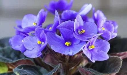 20 Significados Simbólicos de Soñar con Violetas