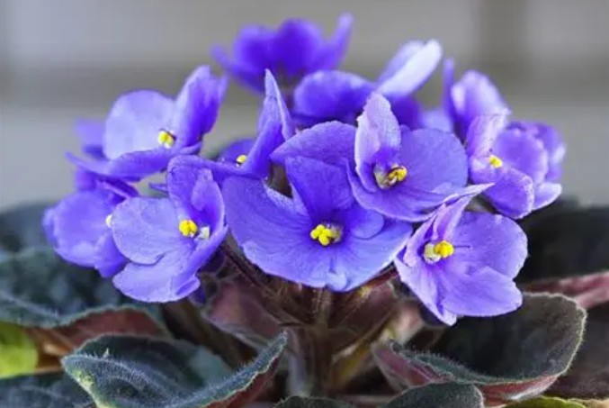 20 Significados Simbólicos de Soñar con Violetas