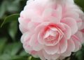 24 Significados Simbólicos de Soñar con Camelias
